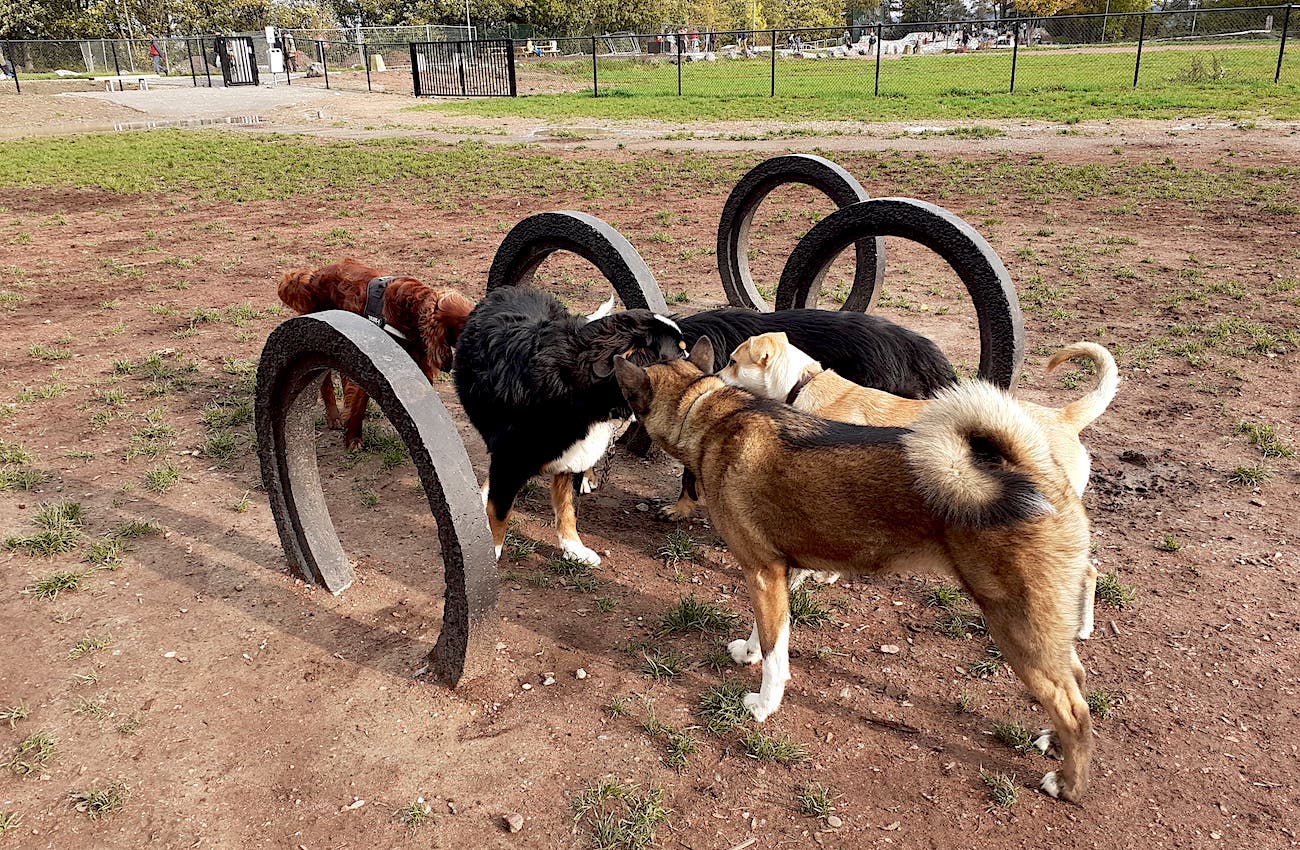 Tout ce qu'on sait du parc pour chiens de Liège • Boulettes Magazine